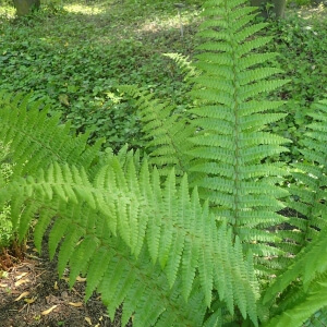 Farne für den Garten Pflanzenübersicht