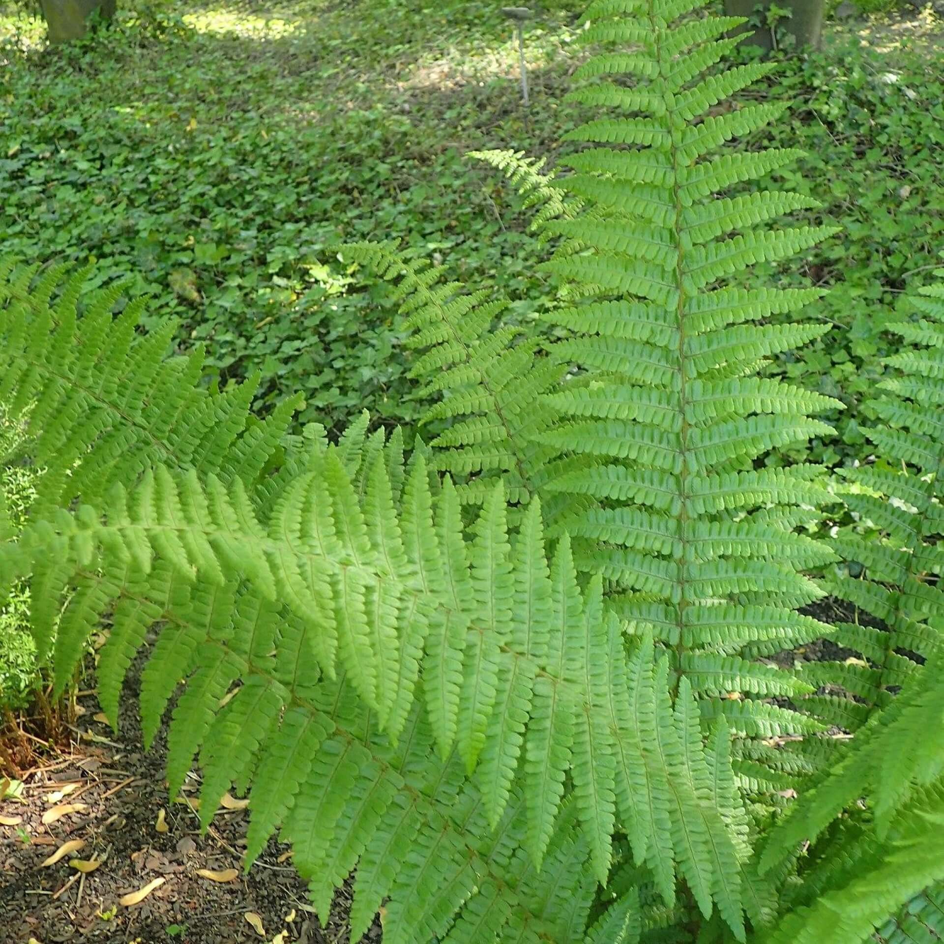 Goldschuppenfarn 'Pinderi' (Dryopteris affinis 'Pinderi')