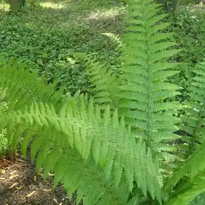 Foto von Goldschuppenfarn 'Pinderi' (Dryopteris affinis 'Pinderi')