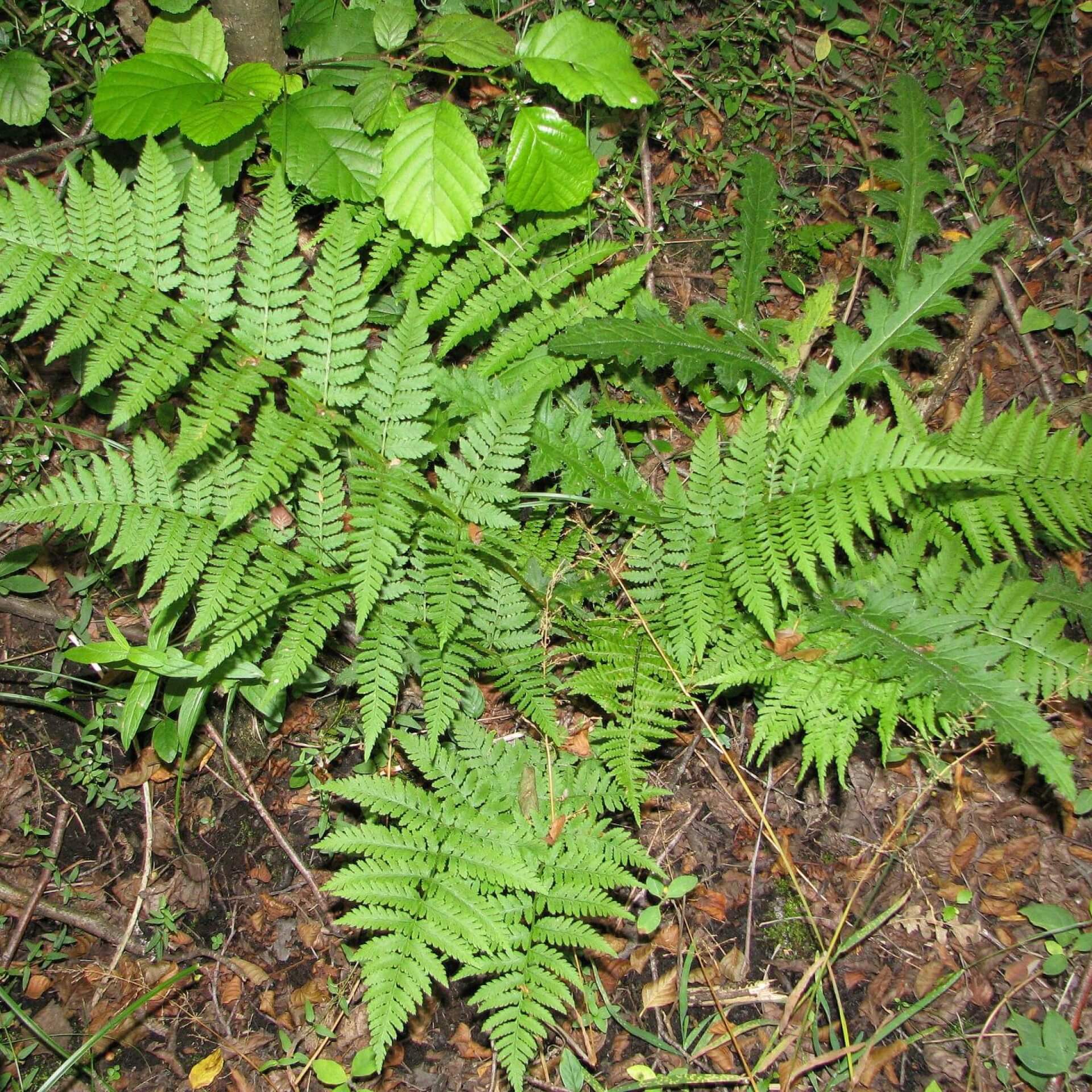 Gewöhnlicher Dornfarn (Dryopteris carthusiana)