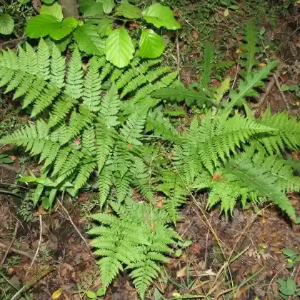 Foto von Gewöhnlicher Dornfarn (Dryopteris carthusiana)