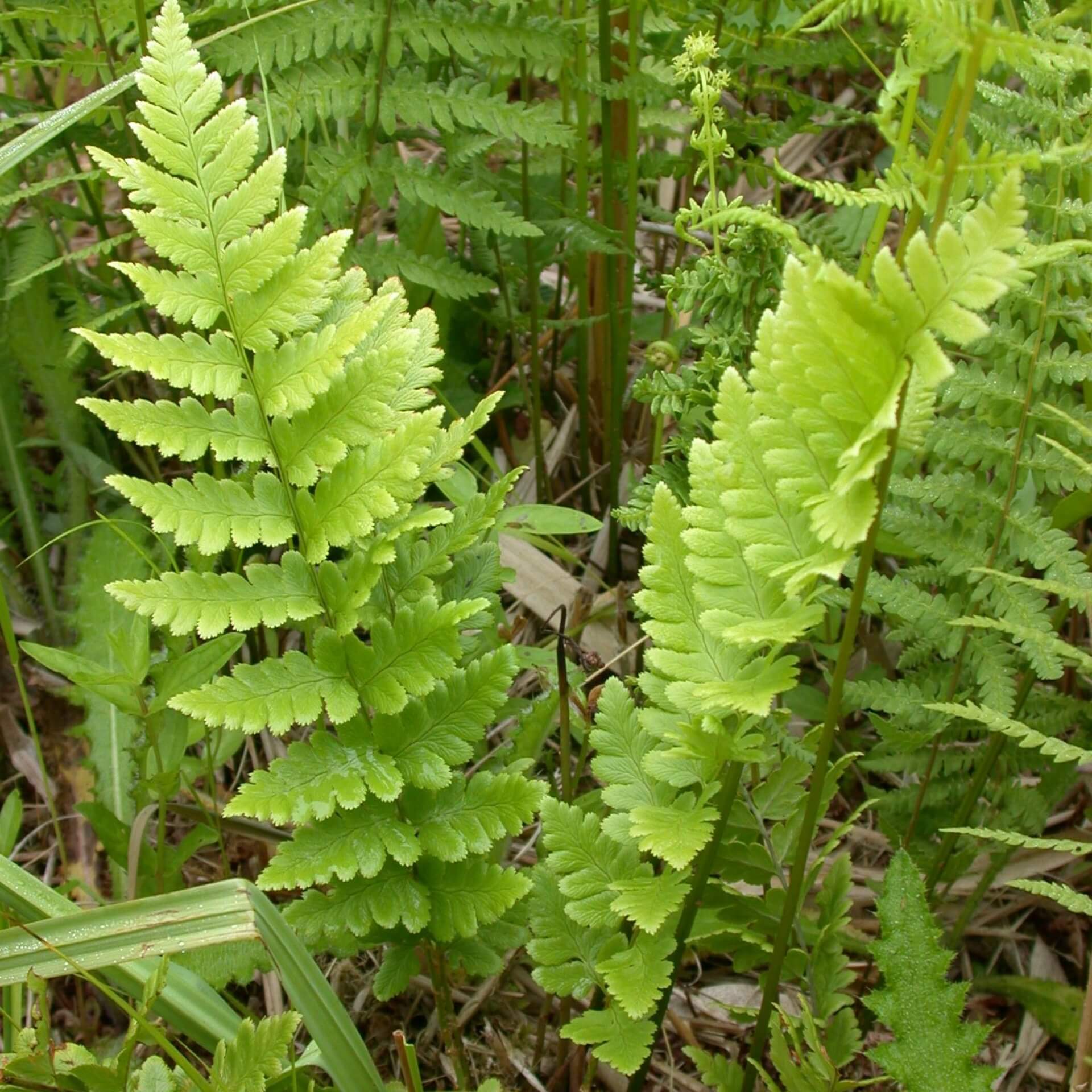 Kammfarn (Dryopteris cristata)