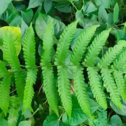 Foto von Breitblättriger Dornfarn (Dryopteris dilatata)