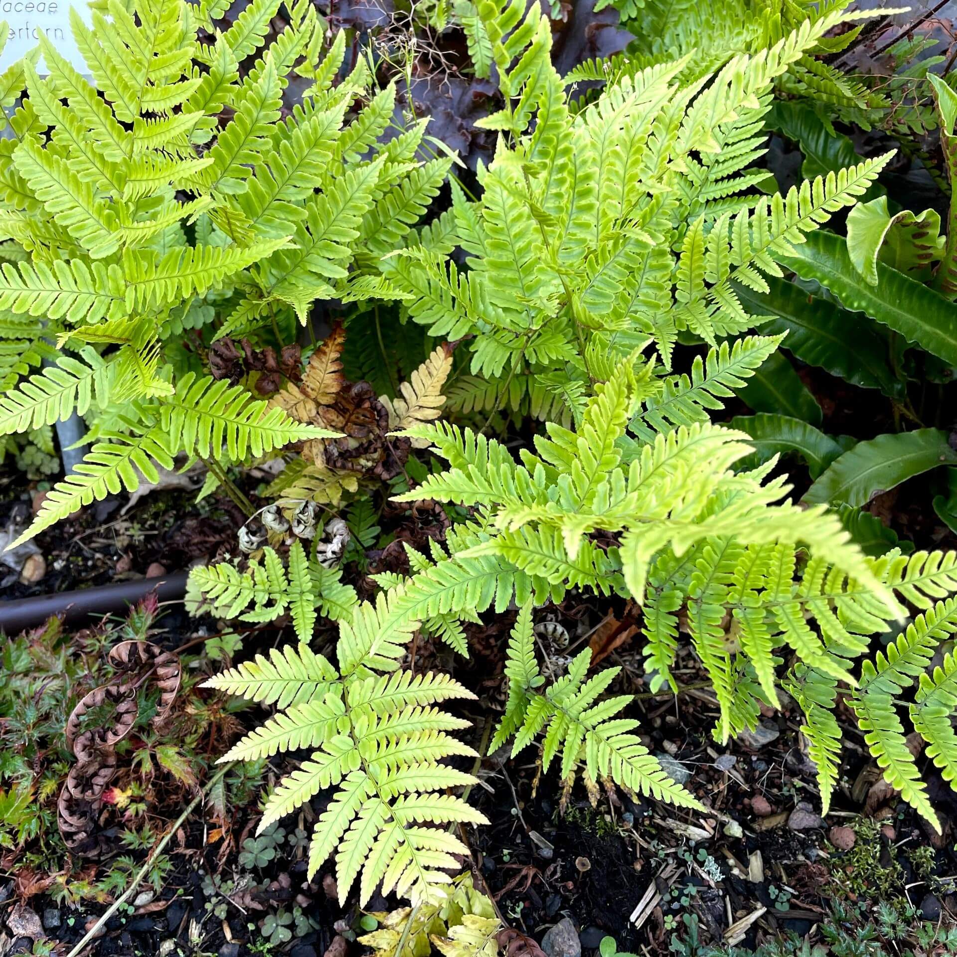 Rotschleierfarn (Dryopteris erythrosora)