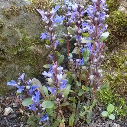 Foto von Rotblättriger Günsel 'Chocolate Chip' (Ajuga reptans 'Chocolate Chip')