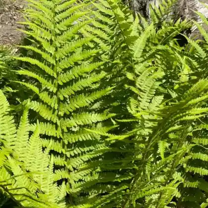 Foto von Gewöhnlicher Wurmfarn (Dryopteris filix-mas)