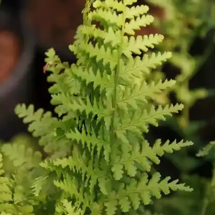 Foto von Wurmfarn 'Barnesii' (Dryopteris filix-mas 'Barnesii')