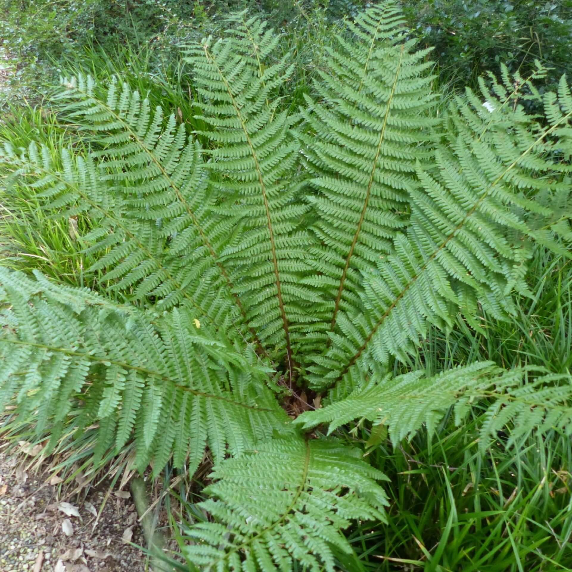 Nepal-Schwarzschuppenfarn (Dryopteris wallichiana)