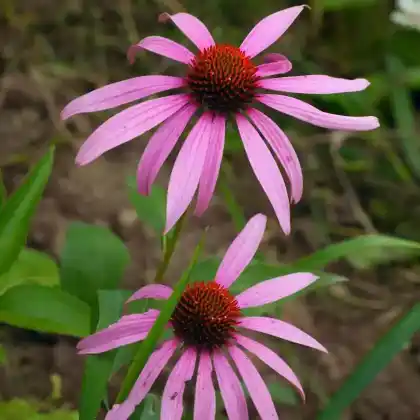 Foto von Schmalblättriger Sonnenhut (Echinacea angustifolia)
