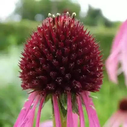 Foto von Glatter Scheinsonnenhut (Echinacea laevigata)