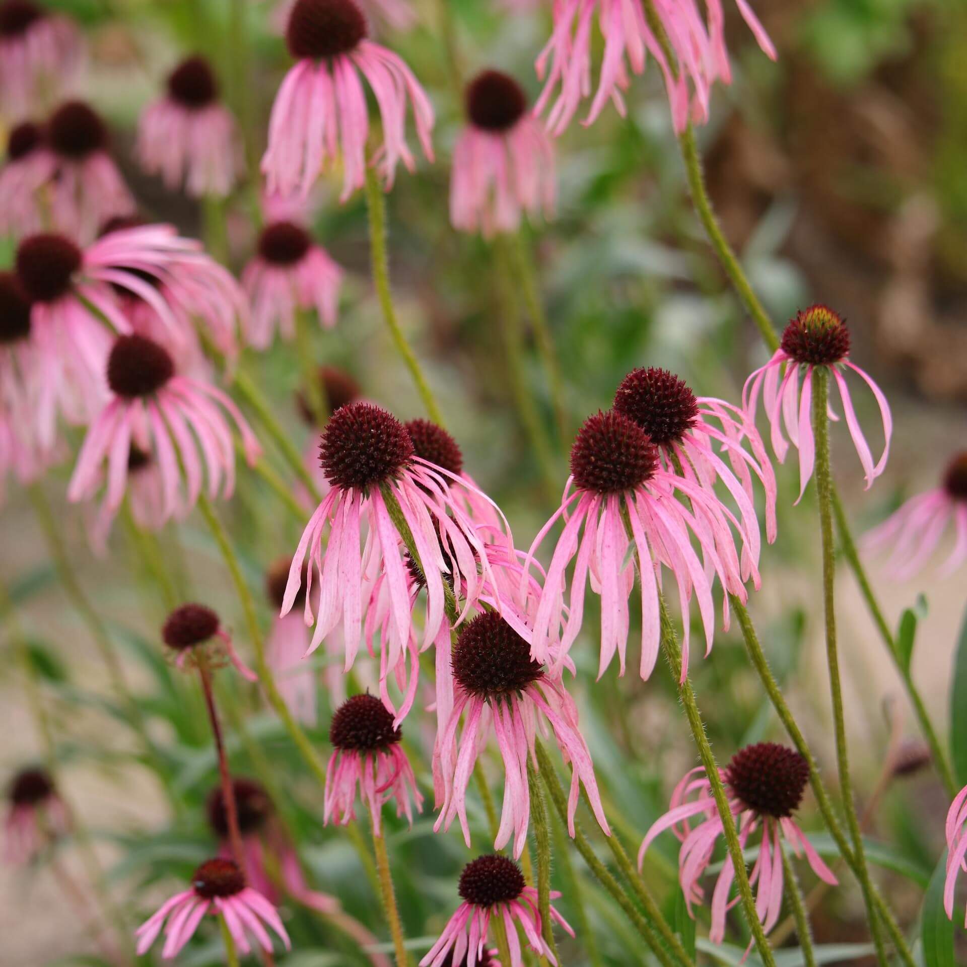 Prärie-Igelkopf (Echinacea pallida)