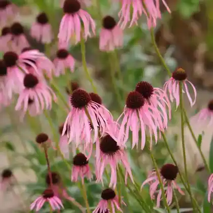 Foto von Prärie-Igelkopf (Echinacea pallida)
