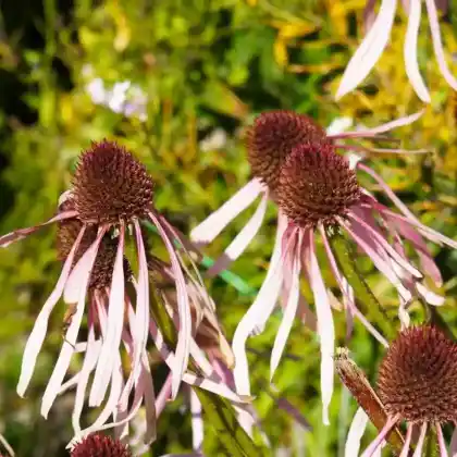 Foto von Prärie-Igelkopf 'Hula Dancer' (Echinacea pallida 'Hula Dancer')