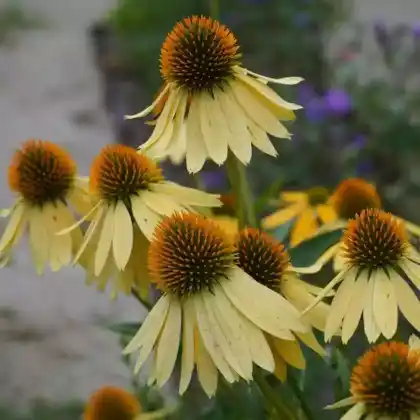Foto von Seltsamer Scheinsonnenhut (Echinacea paradoxa)
