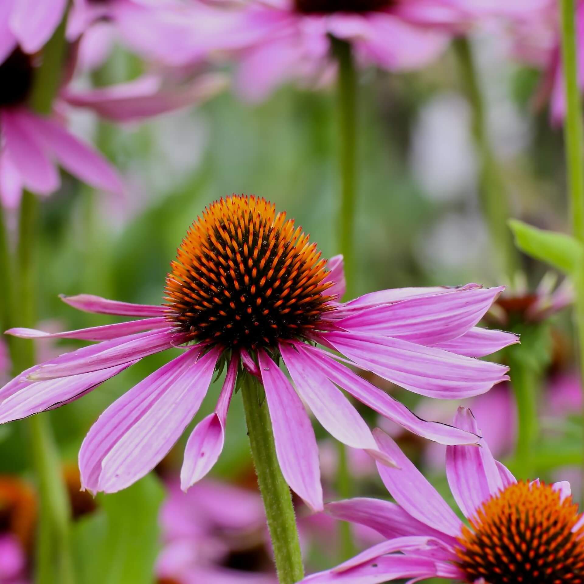 Purpur-Sonnenhut (Echinacea purpurea)