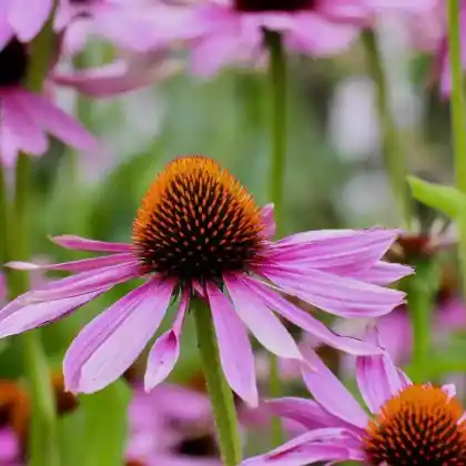 Foto von Purpur-Sonnenhut (Echinacea purpurea)