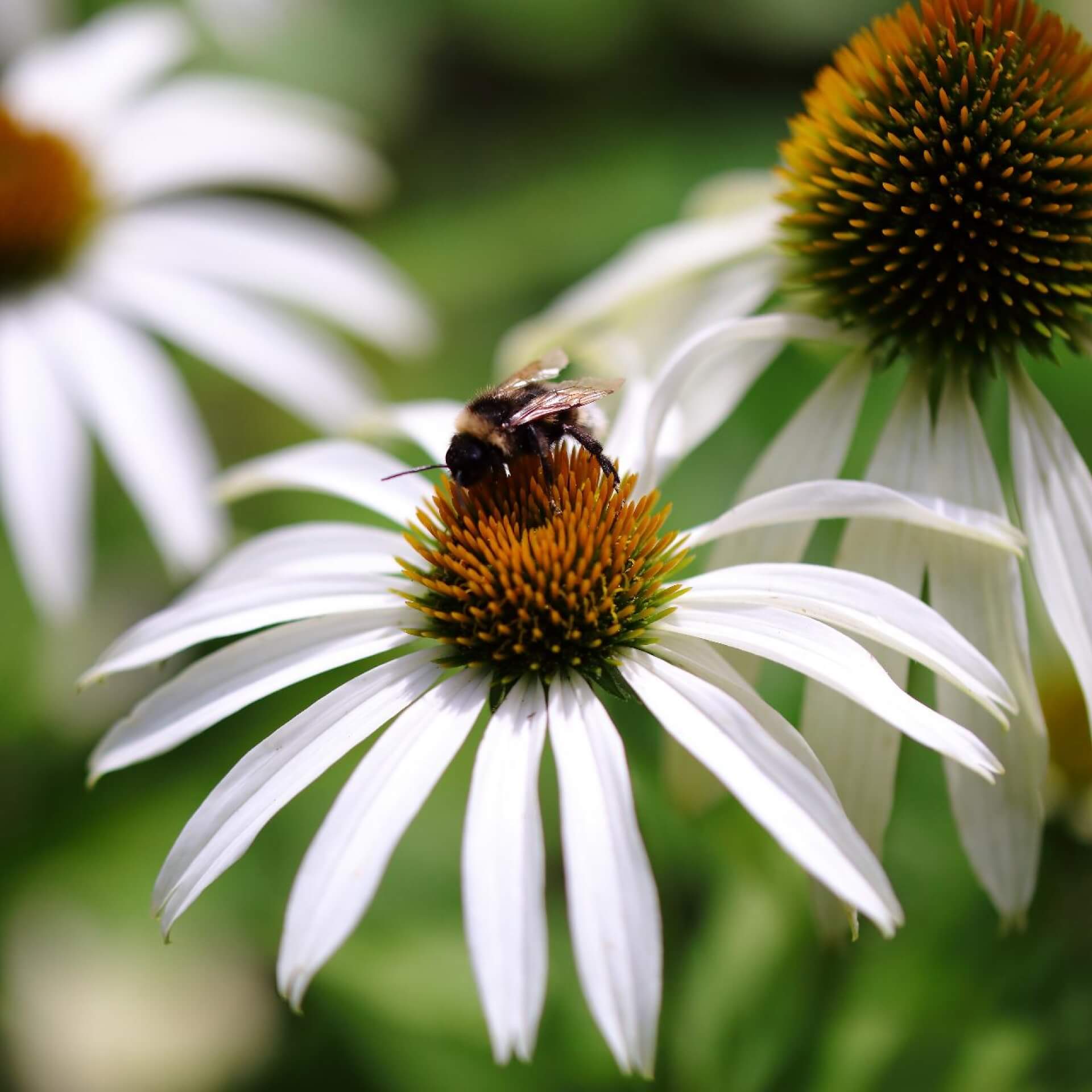 Weißblühender Sonnenhut 'Alba' (Echinacea purpurea 'Alba')