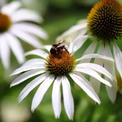 Foto von Weißblühender Sonnenhut 'Alba' (Echinacea purpurea 'Alba')