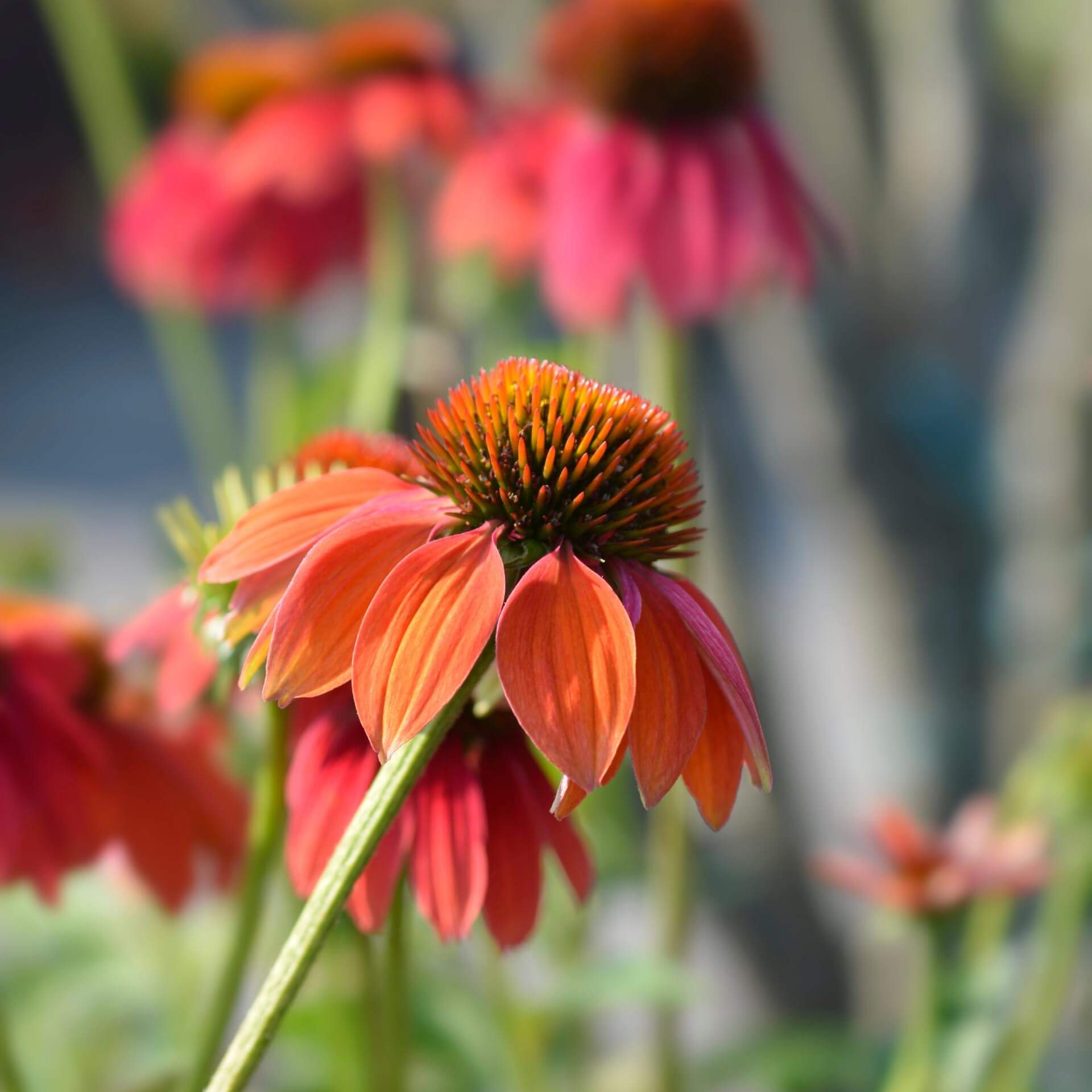 Scheinsonnenhut 'Cheyenne Spirit' (Echinacea purpurea 'Cheyenne Spirit')