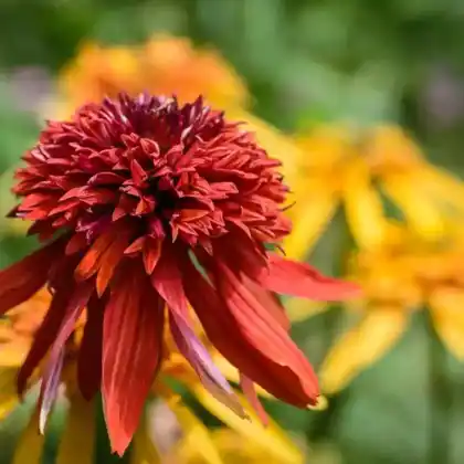 Foto von Scheinsonnenhut 'Eccentric' (Echinacea purpurea 'Eccentric')