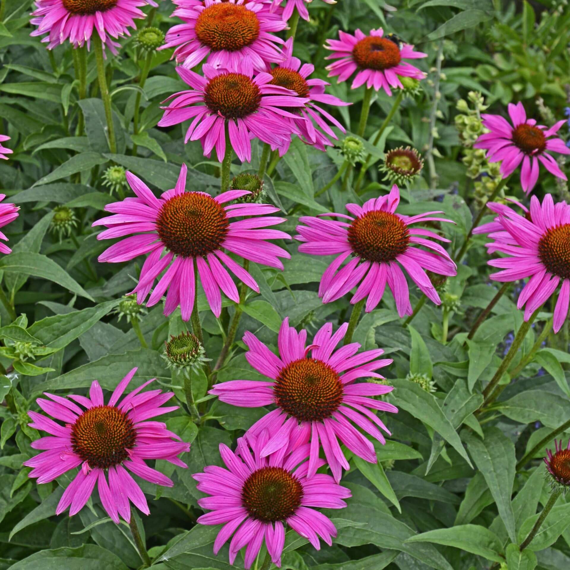 Scheinsonnenhut 'Fatal Attraction' (Echinacea purpurea 'Fatal Attraction')