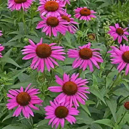 Foto von Scheinsonnenhut 'Fatal Attraction' (Echinacea purpurea 'Fatal Attraction')