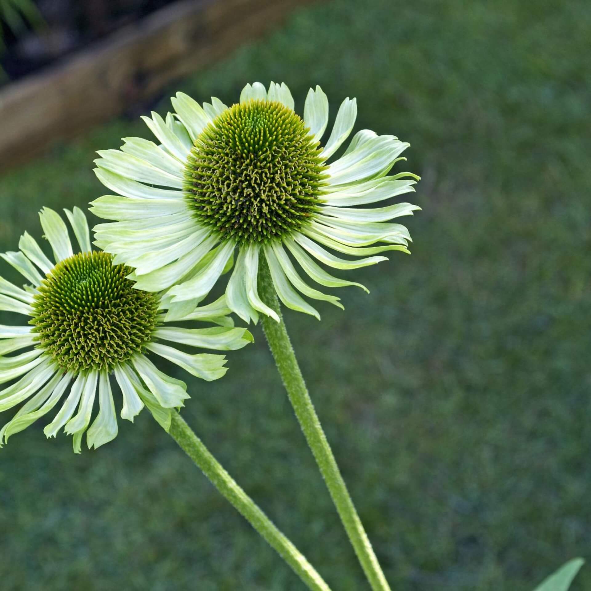 Scheinsonnenhut 'Green Envy' (Echinacea purpurea 'Green Envy')