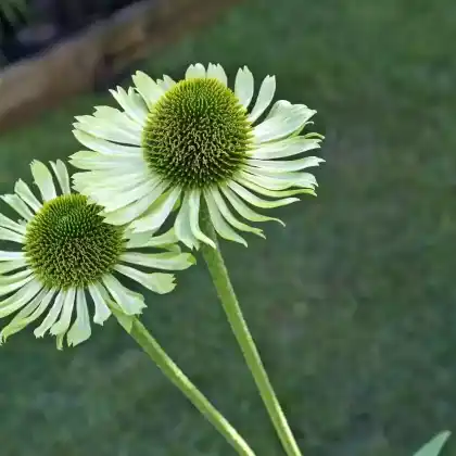 Foto von Scheinsonnenhut 'Green Envy' (Echinacea purpurea 'Green Envy')