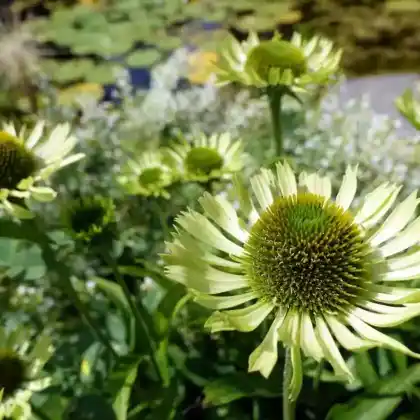 Foto von Scheinsonnenhut 'Green Jewel' (Echinacea purpurea 'Green Jewel')