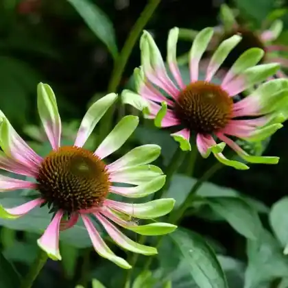 Foto von Scheinsonnenhut 'Green Twister' (Echinacea purpurea 'Green Twister')