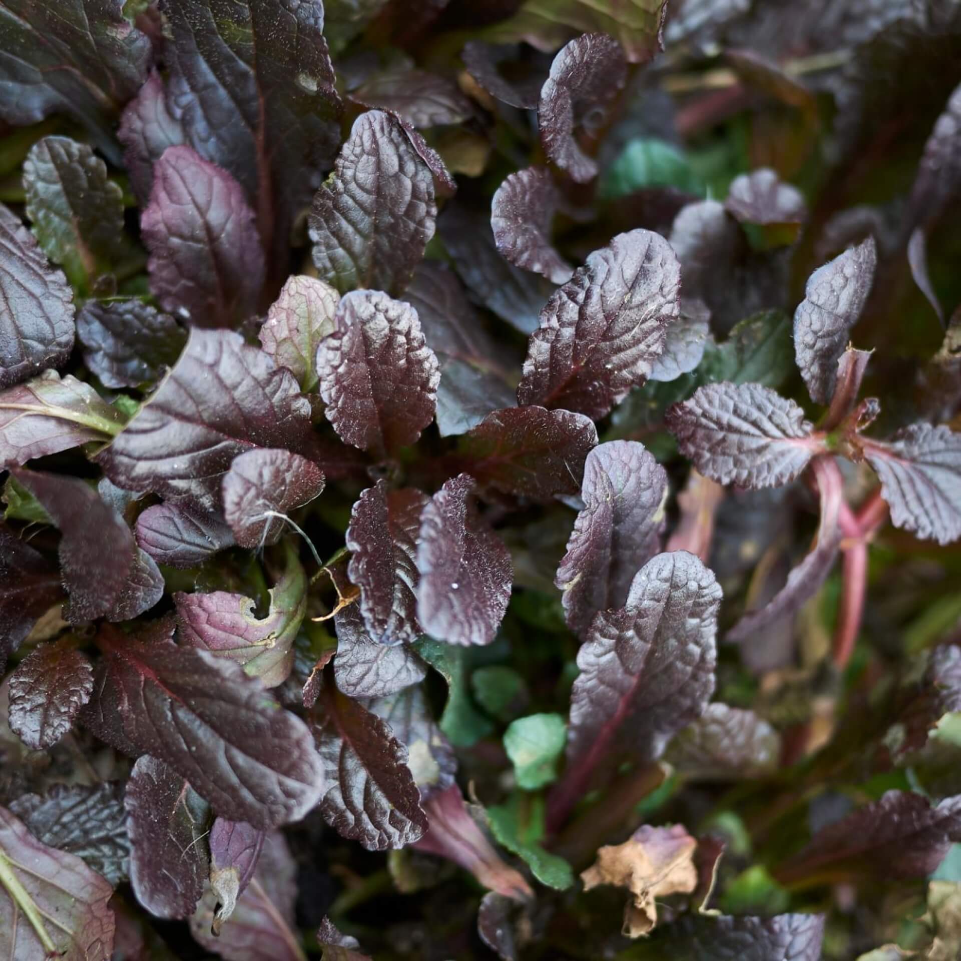 Kriech-Günsel 'Mahagoni' (Ajuga reptans 'Mahagoni')