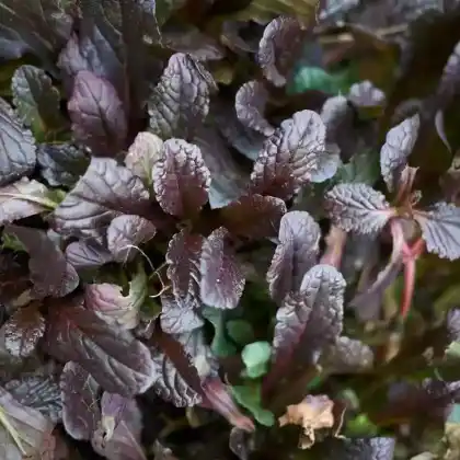 Foto von Kriech-Günsel 'Mahagoni' (Ajuga reptans 'Mahagoni')