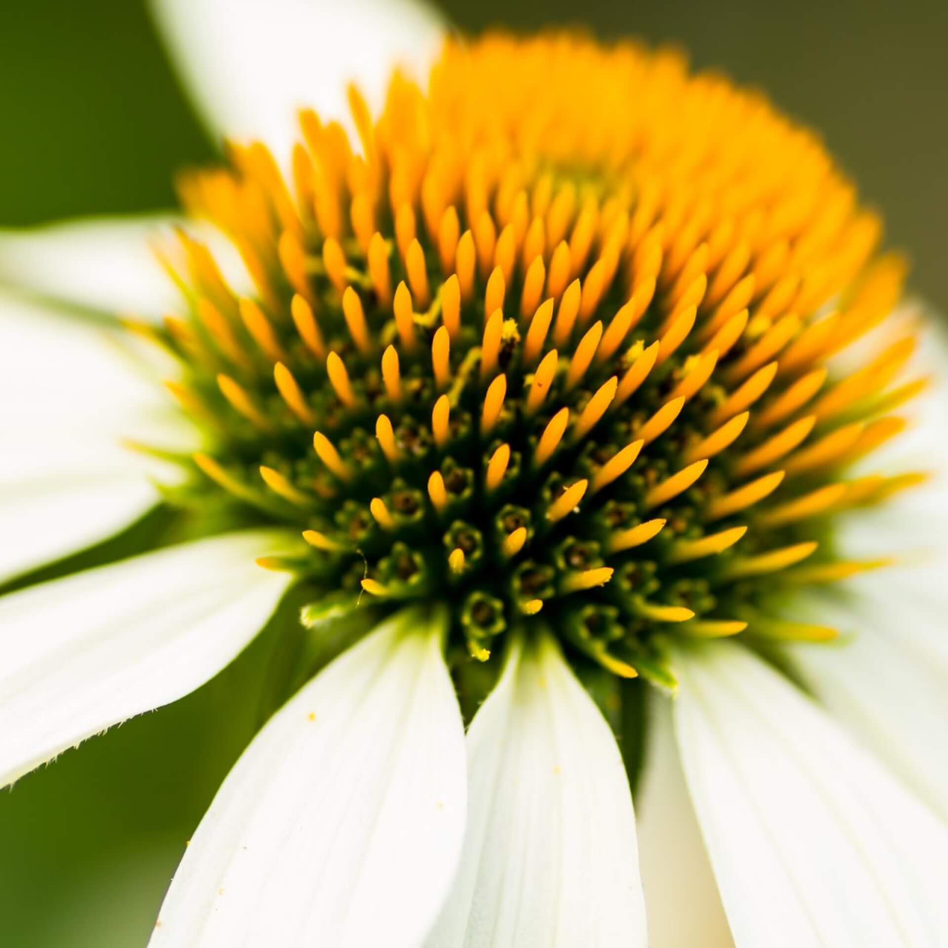 Scheinsonnenhut 'Happy Star' (Echinacea purpurea 'Happy Star')