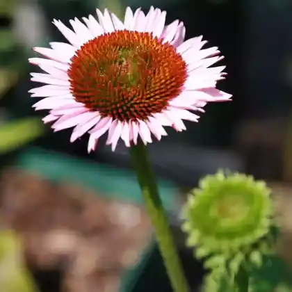 Foto von Scheinsonnenhut 'Hope' (Echinacea purpurea 'Hope')