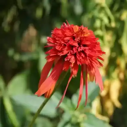 Foto von Scheinsonnenhut 'Hot Papaya' (Echinacea purpurea 'Hot Papaya')