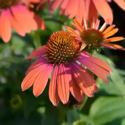 Foto von Scheinsonnenhut 'Julia' (Echinacea purpurea 'Julia')
