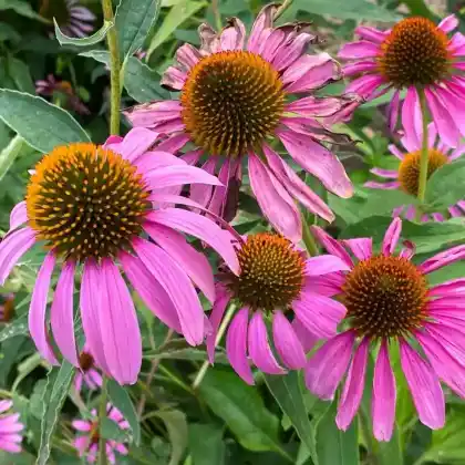 Foto von Scheinsonnenhut 'Leuchtstern' (Echinacea purpurea 'Leuchtstern')