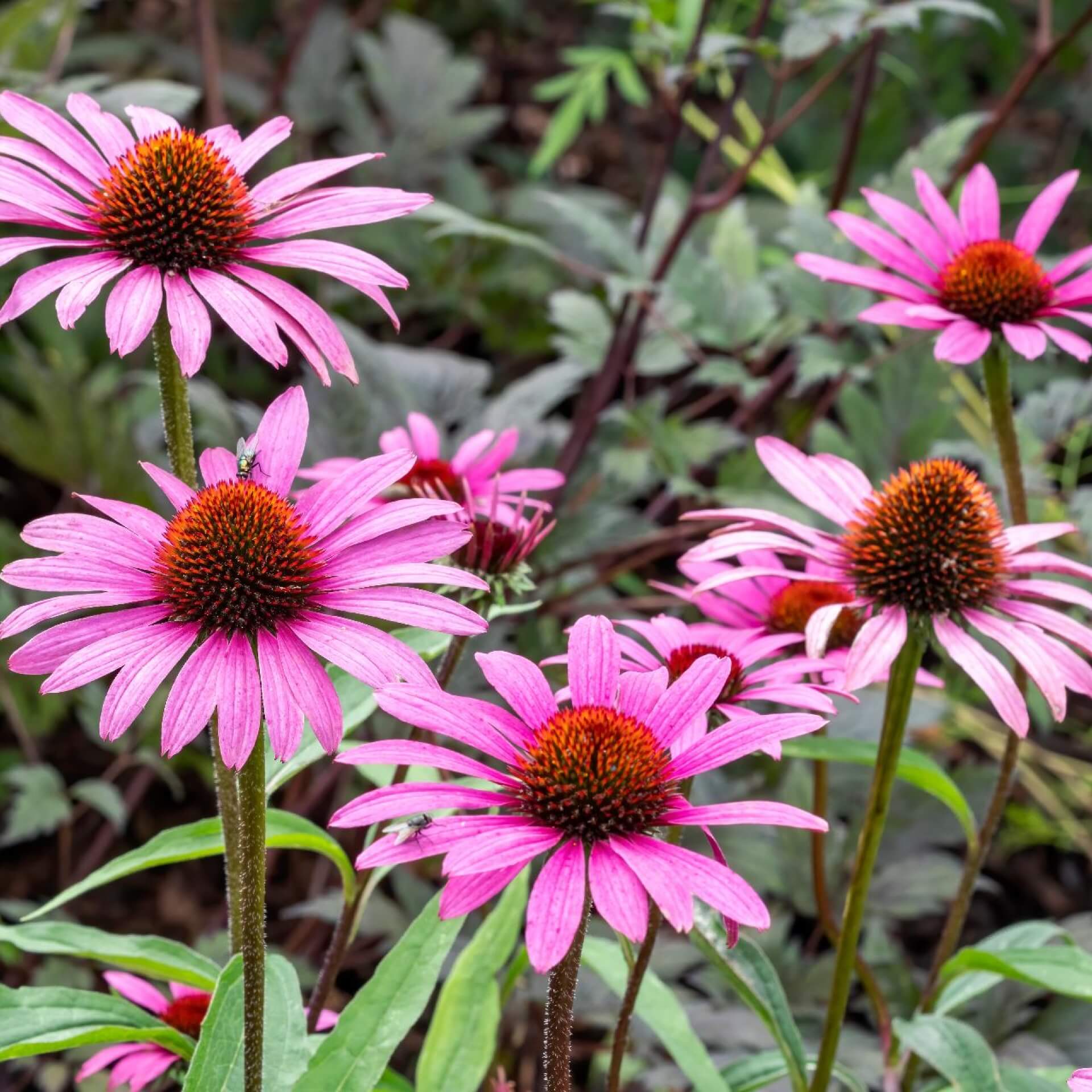 Scheinsonnenhut 'Magnus' (Echinacea purpurea 'Magnus')