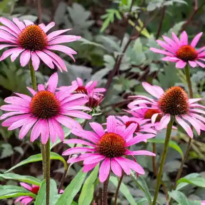 Foto von Scheinsonnenhut 'Magnus' (Echinacea purpurea 'Magnus')