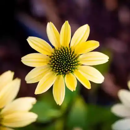 Foto von Scheinsonnenhut Mellow Yellow' (Echinacea purpurea 'Mellow Yellow')
