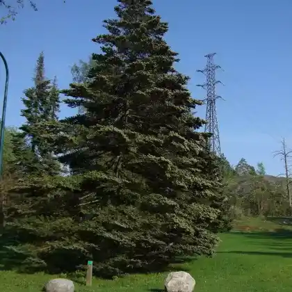 Foto von Veitchs Tanne (Abies veitchii)