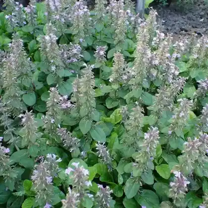 Foto von Kriech-Günsel 'Rosea' (Ajuga reptans 'Rosea')