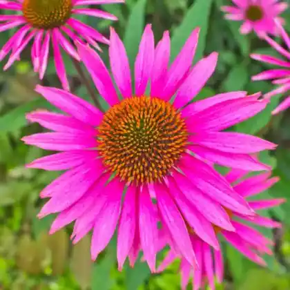 Foto von Scheinsonnenhut 'Pica Bella' (Echinacea purpurea 'Pica Bella')