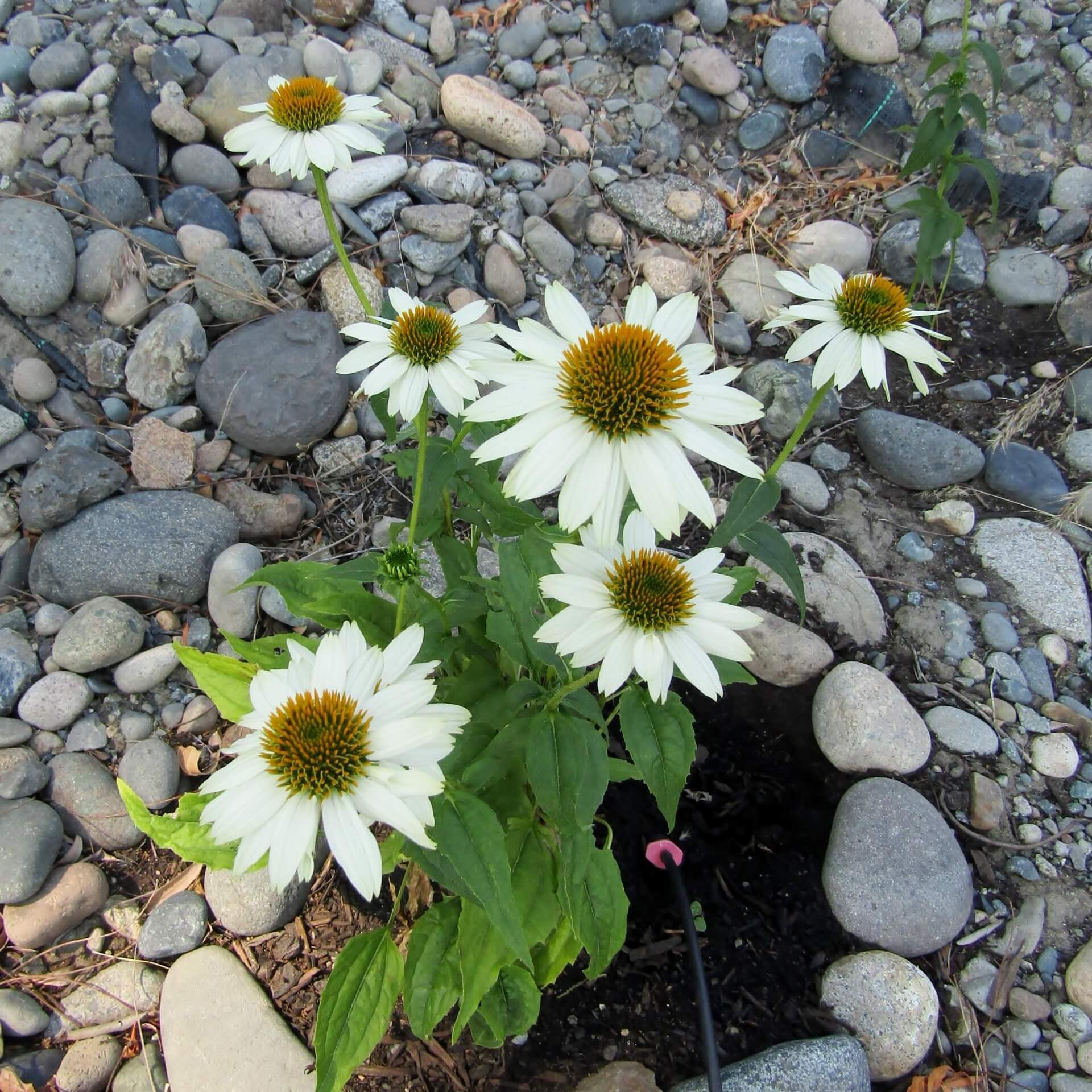 Scheinsonnenhut 'PowWow White' (Echinacea purpurea 'PowWow White')