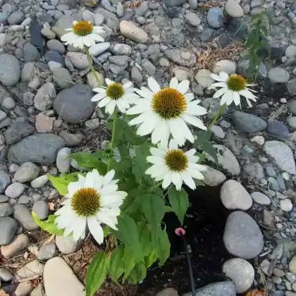 Foto von Scheinsonnenhut 'PowWow White' (Echinacea purpurea 'PowWow White')
