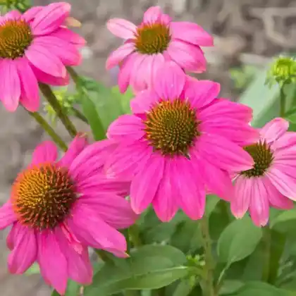 Foto von Scheinsonnenhut 'PowWow Wild Berry' (Echinacea purpurea 'PowWow Wild Berry')