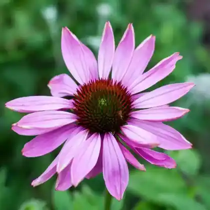 Foto von Scheinsonnenhut 'Prairie Splendor' (Echinacea purpurea 'Prairie Splendor')