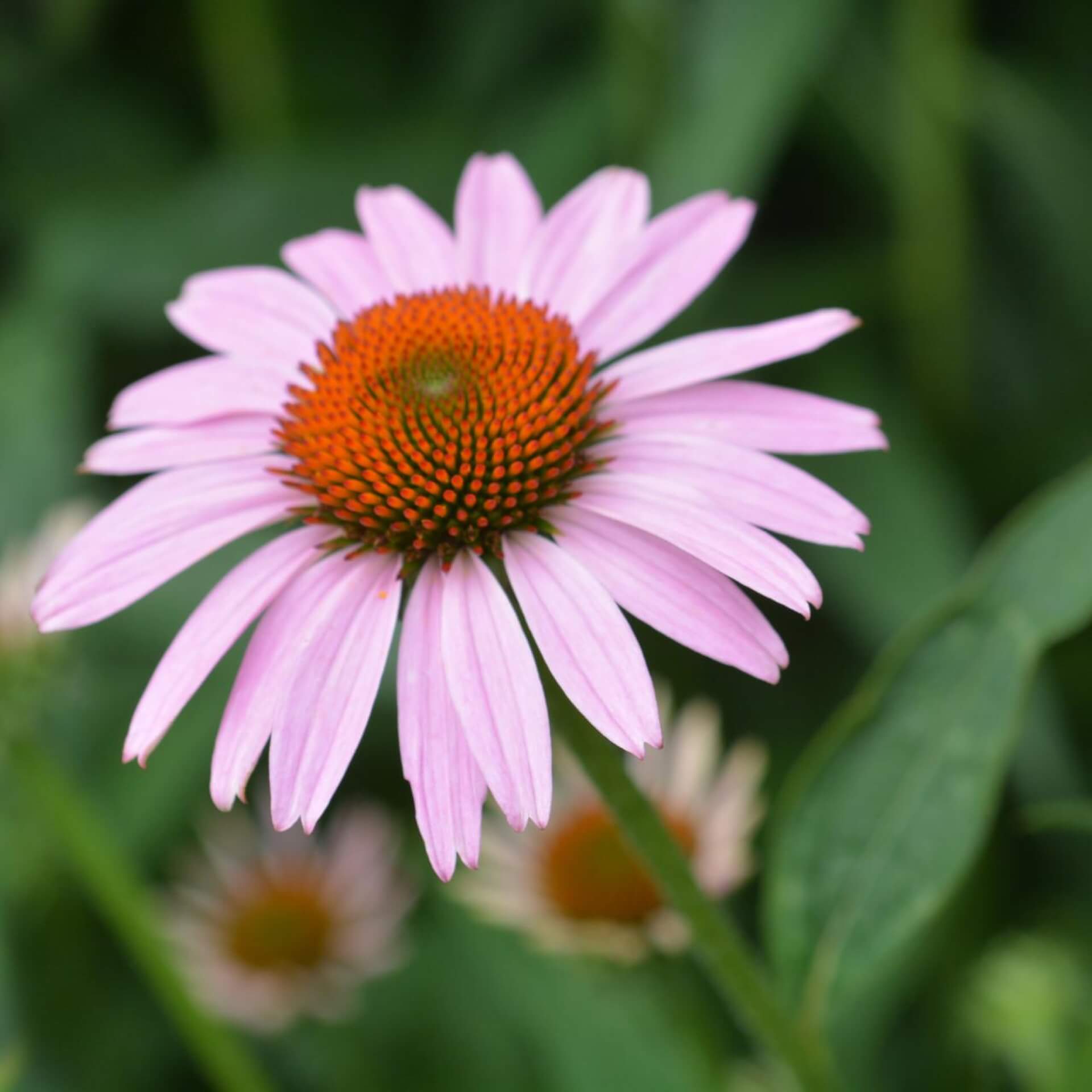 Scheinsonnenhut 'Rubinstern' (Echinacea purpurea 'Rubinstern')