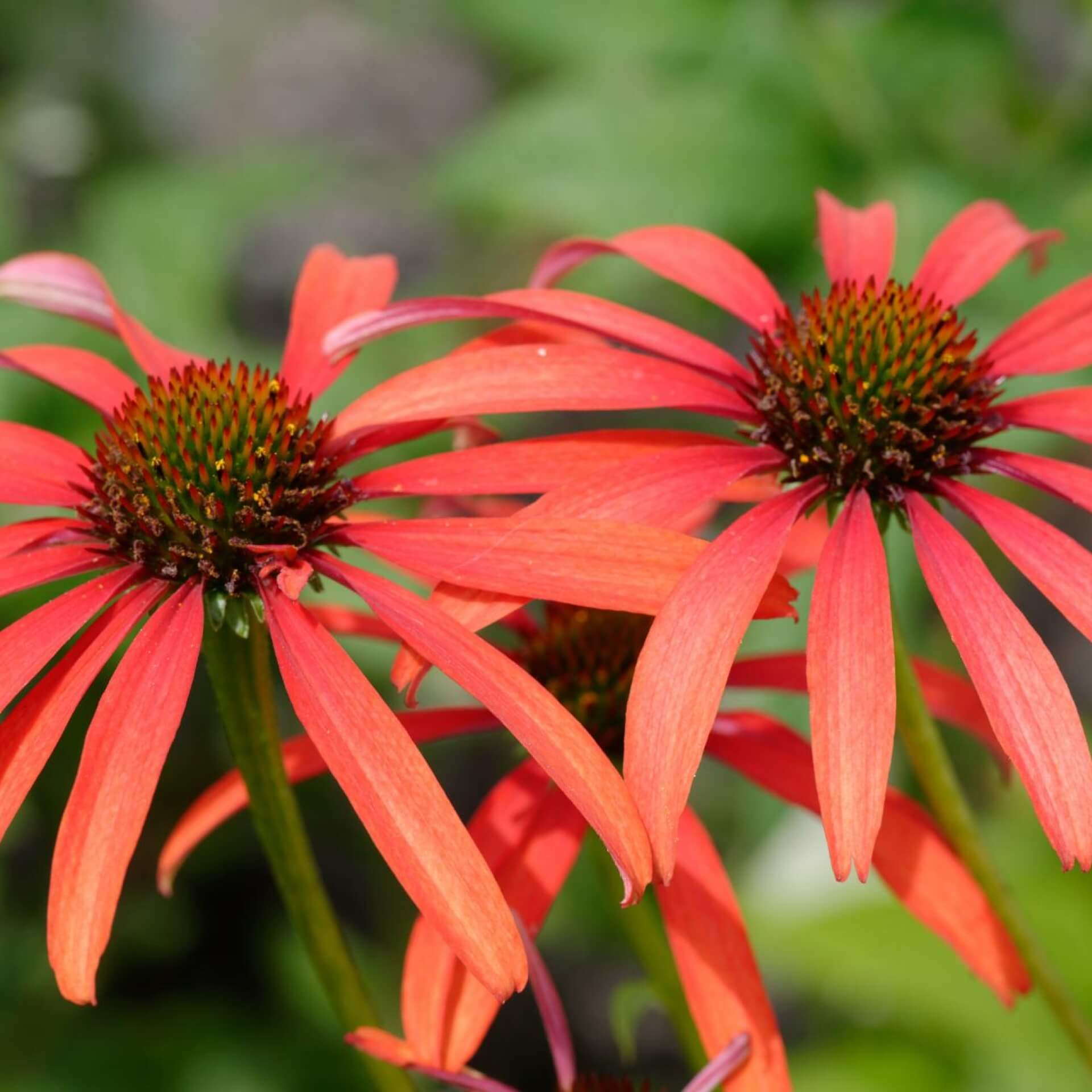 Scheinsonnenhut 'Tomato Soup' (Echinacea purpurea 'Tomato Soup')