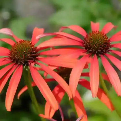 Foto von Scheinsonnenhut 'Tomato Soup' (Echinacea purpurea 'Tomato Soup')